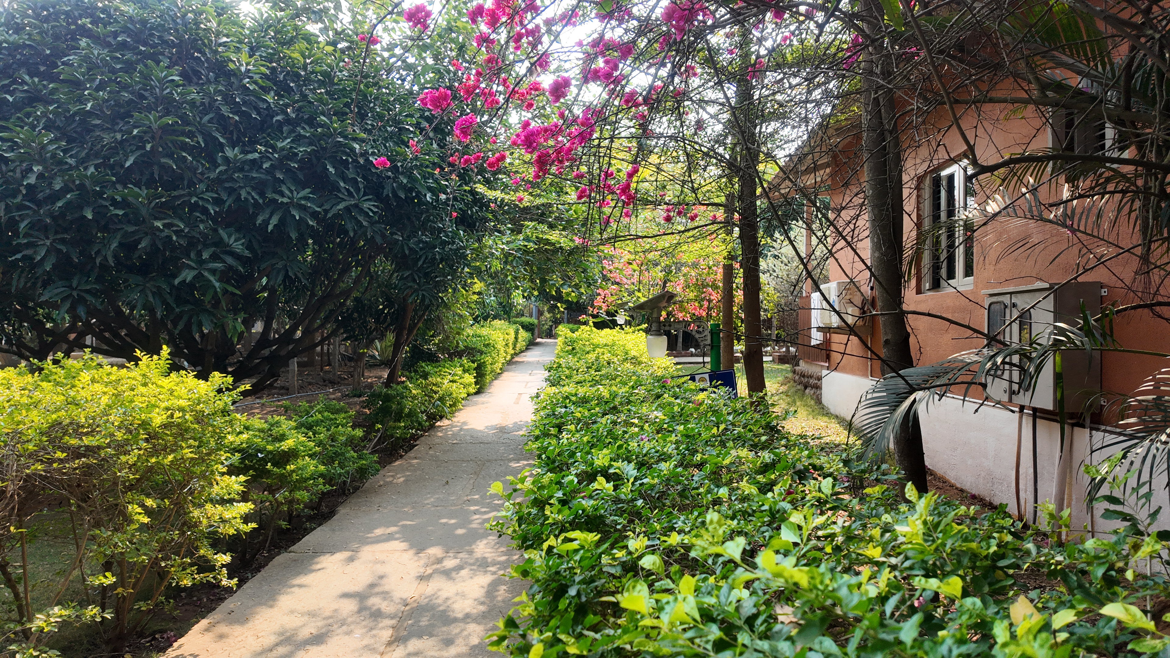 Greenery around the Suggee Resort